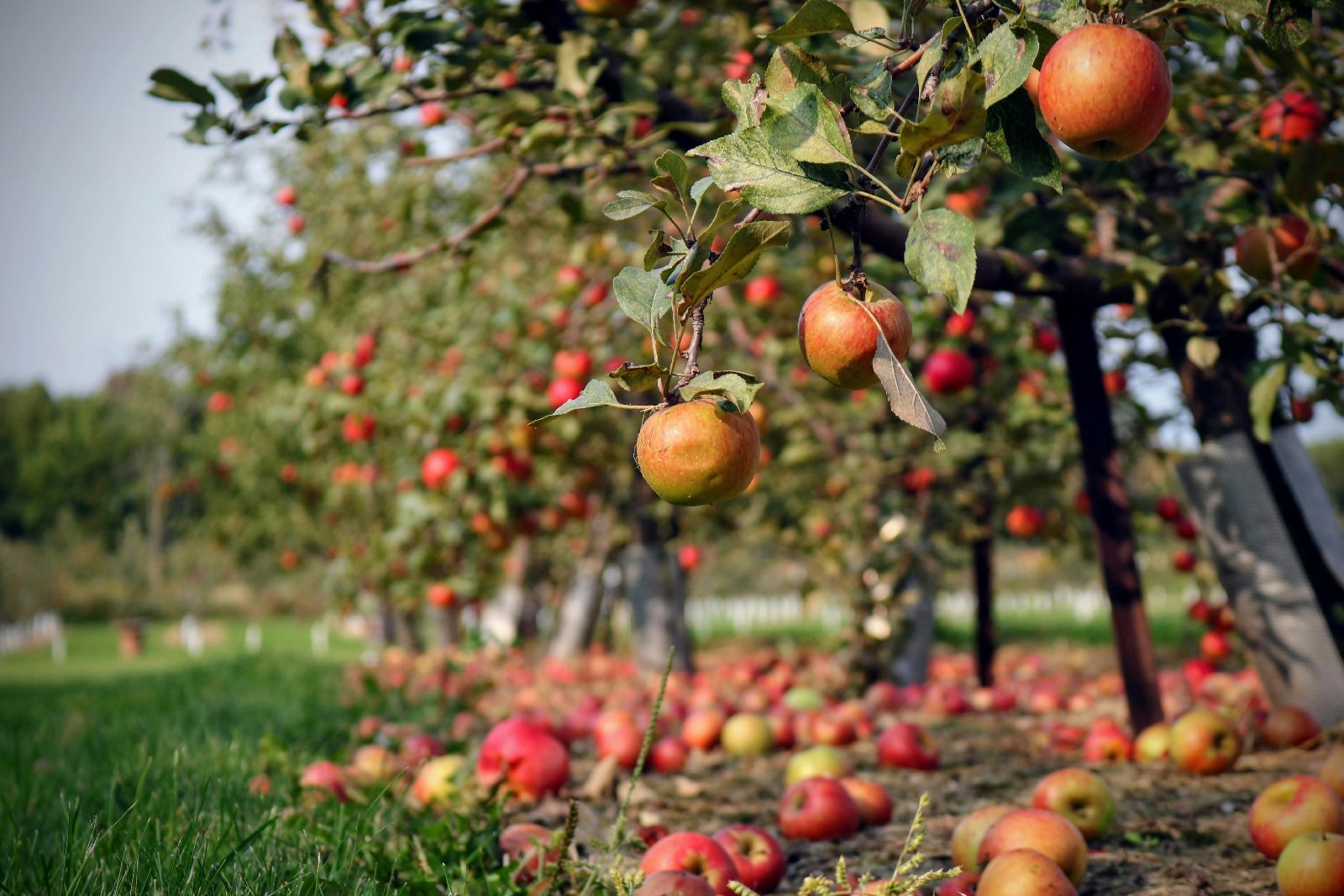 Apple Orchard Names