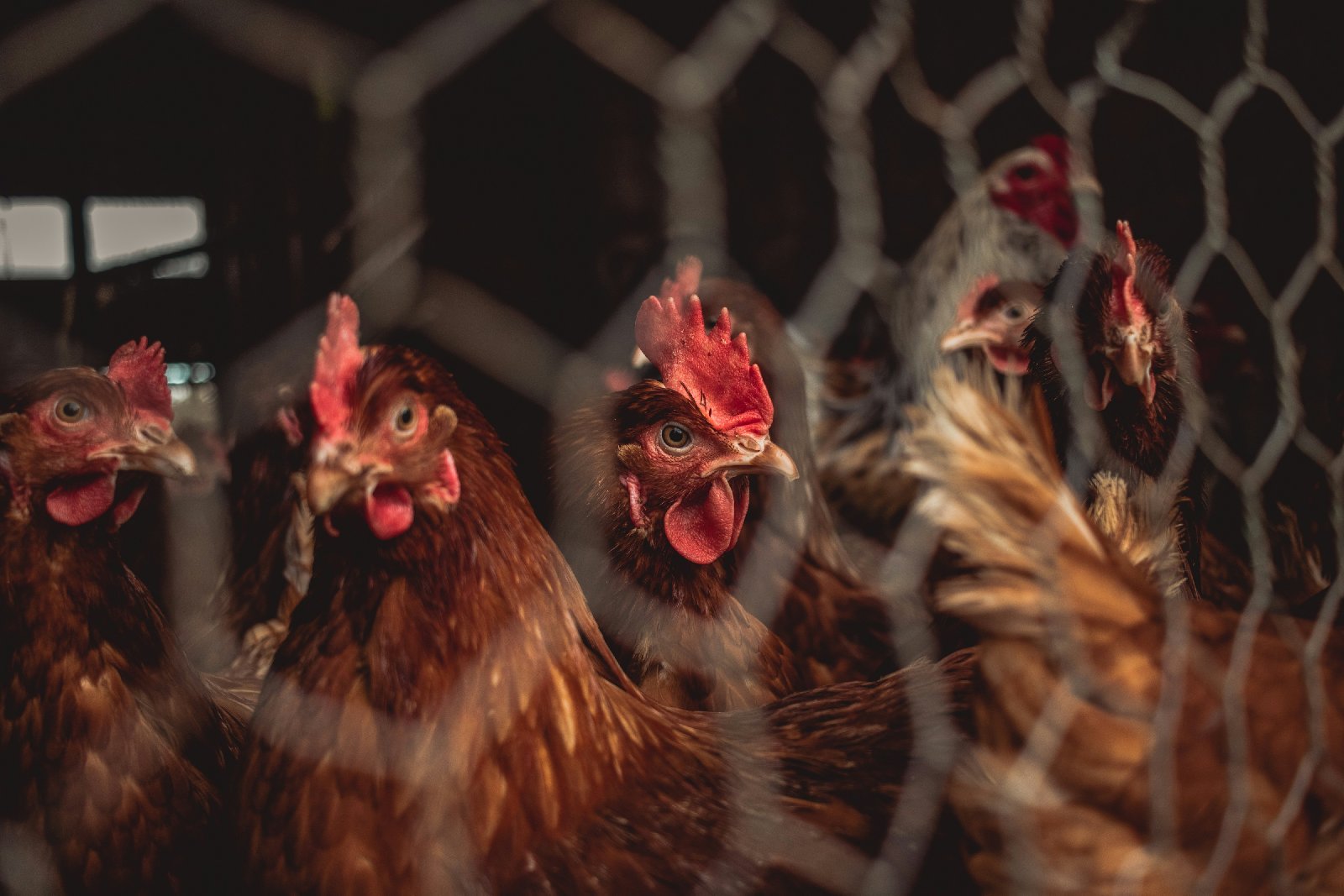 Livestock Farm Names