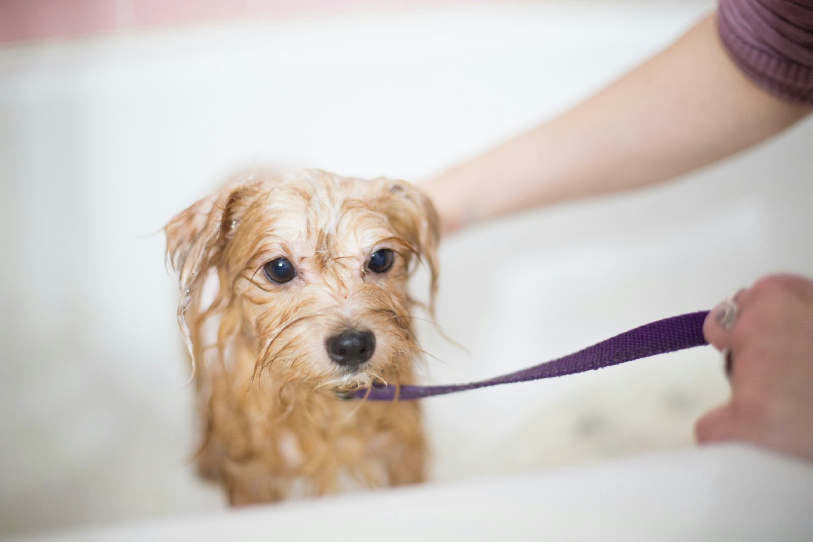 80-creative-pet-grooming-business-name-ideas-to-pamper-your-brand
